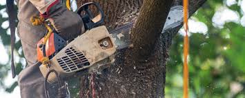 Professional Tree Care in Oak Valley, NJ