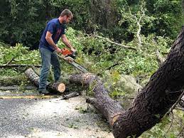 How Our Tree Care Process Works  in  Oak Valley, NJ