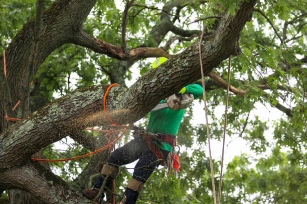 Best Storm Damage Tree Cleanup  in Oak Valley, NJ