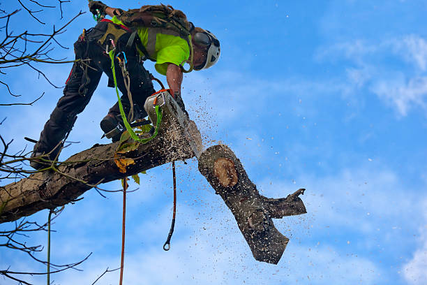 Best Palm Tree Trimming  in Oak Valley, NJ